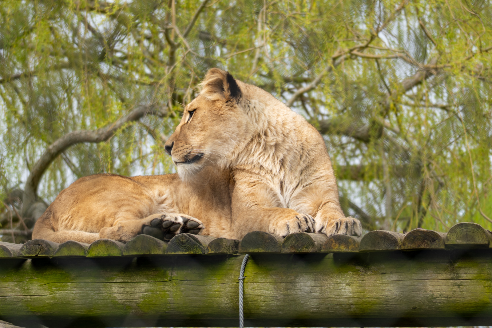 Photography by Chris Allington